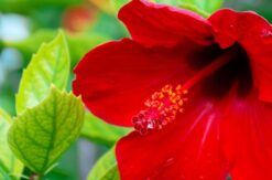 Hibiscus: A natural Botox!
