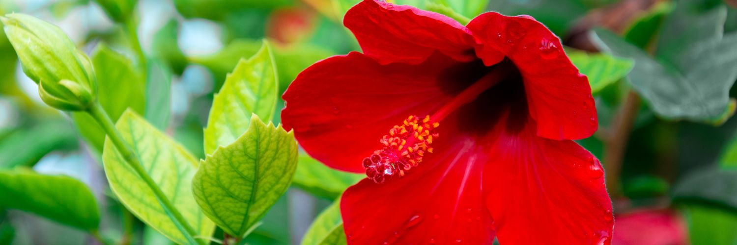 Hibiscus: A natural Botox!